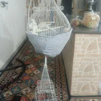 یک جفت عروس هلندی آلبینوسخن گو