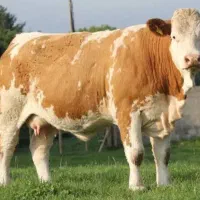 خرید فروش گاو گوشتی