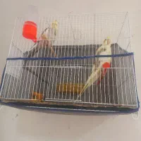 عروس هلندی جفت