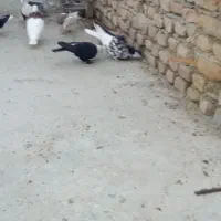 پرنده|پرنده|گنبد کاووس, |دیوار