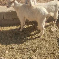 دو عدد بزغاله سانن|حیوانات مزرعه|قائن, |دیوار