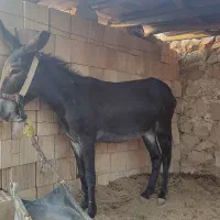 خرماده جوان|حیوانات مزرعه|دهدشت, |دیوار
