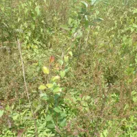 1000-متر-زمین