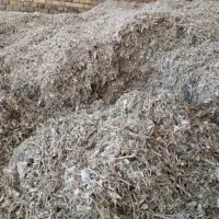 کاه لوبیاچیتی