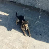 سگ ژرمن شپرد.