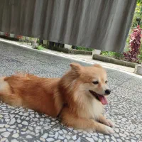 سگ پامر شناسنامه دار