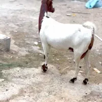 بزغاله اصل|حیوانات مزرعه|فسا, |دیوار