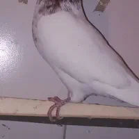 تهرونی|پرنده|کیار, |دیوار