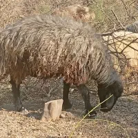 محله میش