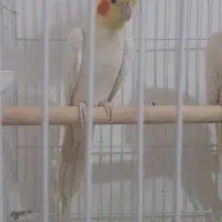 دوجفت عروس هلندی سالم وسلامت کاملاسرحال صحبت میکنن|پرنده|چناران, |دیوار