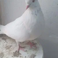 ماده پرش سنگین هواگیر