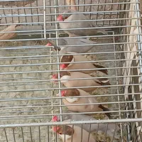 فنچ نرگسی شکلاتی ۲ جفت زیر قیمت