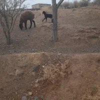 میش و بره|حیوانات مزرعه|سده (خراسان جنوبی), |دیوار