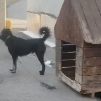 سگ قدرجونی نر 6ماهه|سگ|چوار, |دیوار