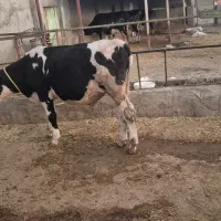 گوساله نر|حیوانات مزرعه|قشلاق دشت, |دیوار