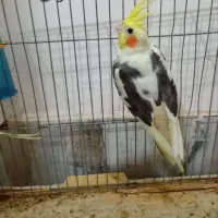 ماده عروس هلندی