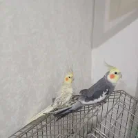 دو عدد عروس هلندی نرو ماده