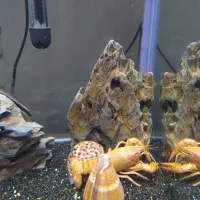 اکواریوم|ماهی|مشهد, تربیت (صدف)|دیوار