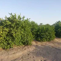 باغ-کهک-منطقه-تیره-بحر-جاده
