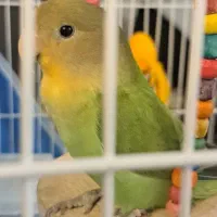 طوطی برزیلی دو ماهه|پرنده|شهریار, شهرک شاهد|دیوار