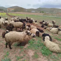 حیوانات اهلی
