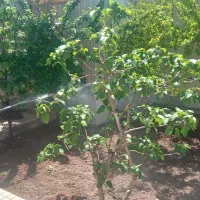 باغبانی و سمپاشی