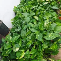 گل بمناسبت روز مادر|گل و گیاه طبیعی|زابل, |دیوار