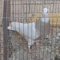 طوقی ماده درجه یک|پرنده|مبارکه, |دیوار