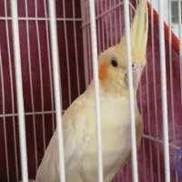 عروس هلندی نر