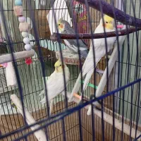 3تا عروسی بلند و کشیده بدون مشکل