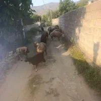 بره و گوسفند و نر
