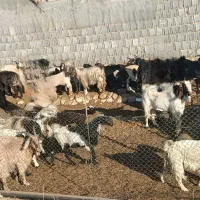 تعدادی میش وبزترکی سالم وجوان|حیوانات مزرعه|کازرون, |دیوار