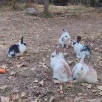 خرگوش سه ماهه نر بالغ