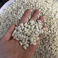 حبوبات|خوردنی و آشامیدنی|پاکدشت, خاتون آباد|دیوار
