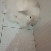 توله های نژاد ترکیش