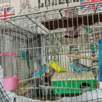 مرغ عشق|پرنده|سیرجان, |دیوار