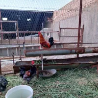 خروس رسمی جوان