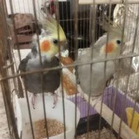 عروس هلندی