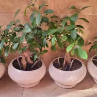 بنسای و آبیاری