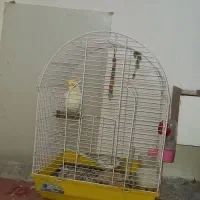 عروس پاریس