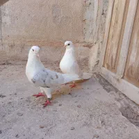 کبوتر دوکت|پرنده|بندرلنگه, |دیوار