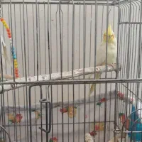 عروس هلندی|پرنده|شهریار, یوسف آباد صیرفی|دیوار