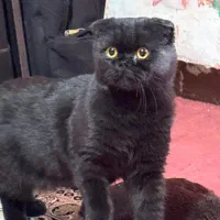 فروش گربه اسکاتیش فولد خاص و اصیل