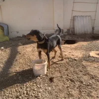 سگ دوبرمن|سگ|مهدی شهر, |دیوار