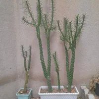 کاکتوس بلند و شاداب