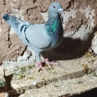 سه تاجوجه کفتر فروش