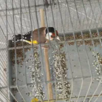 ۵ تا سهره و سهره قناری همه بخون، جفتی|پرنده|مشکین‌دشت, |دیوار