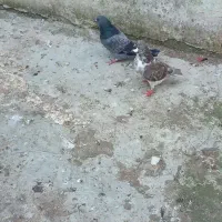 کبوتر سالم|پرنده|آستارا, |دیوار