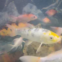 فروش ماهی کوی|ماهی|یزد, |دیوار