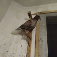 جوجه دم‌سفید وکله وسینه